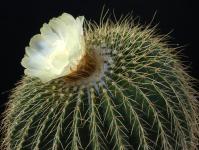 Thumbnail of 2080_Notocactus warasii_20170915_02(1).JPG